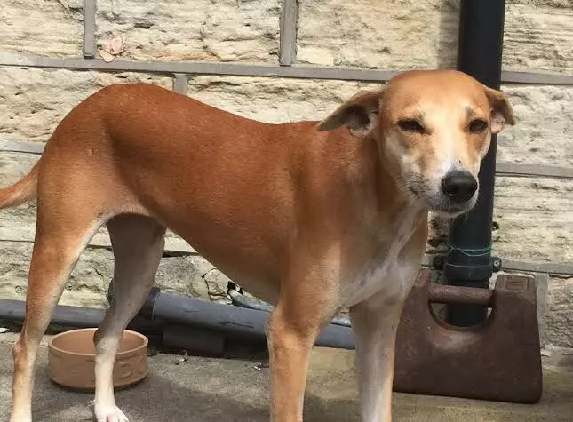 Dog Video: ਮਾਲੇਰਕੋਟਲਾ ਵਿੱਚ ਬੇਜ਼ੁਬਾਨ ਜਾਨਵਰ ਨਾਲ ਦਰਿੰਦਗੀ, ਕਾਰ ਨਾਲ ਬੰਨ੍ਹ ਕੇ ਕੁੱਤੇ ਨੂੰ ਘਸੀਟਦਾ ਹੋਇਆ ਲੈ ਗਿਆ, ਵੀਡਿਓ ਵਾਇਰਲ