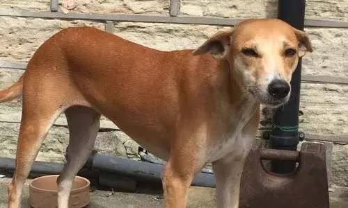 Dog Video: ਮਾਲੇਰਕੋਟਲਾ ਵਿੱਚ ਬੇਜ਼ੁਬਾਨ ਜਾਨਵਰ ਨਾਲ ਦਰਿੰਦਗੀ, ਕਾਰ ਨਾਲ ਬੰਨ੍ਹ ਕੇ ਕੁੱਤੇ ਨੂੰ ਘਸੀਟਦਾ ਹੋਇਆ ਲੈ ਗਿਆ, ਵੀਡਿਓ ਵਾਇਰਲ