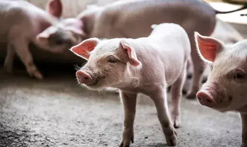 Health Alert: ਭਾਰਤ ਵਿੱਚ ਫੈਲ ਰਿਹਾ ਅਫਰੀਕਨ ਸੂਰ ਬੁਖਾਰ, ਜਾਣੋ ਕੀ ਹੈ ਇਹ ਬਿਮਾਰੀ