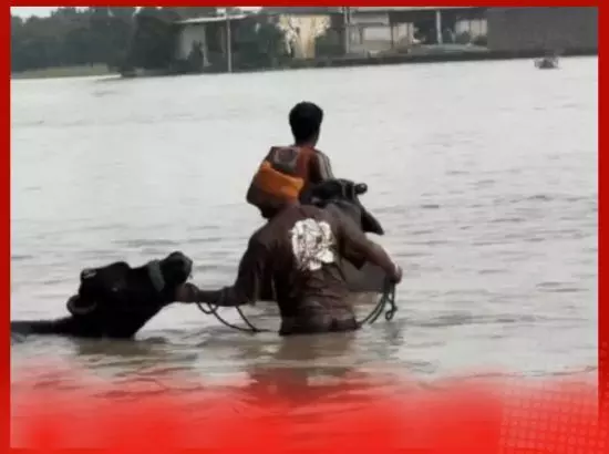 ਪੰਜਾਬ ਦੇ ਹੜ੍ਹਾਂ ਵਿੱਚ ਪਸ਼ੂਆਂ ਦਾ ਭਾਰੀ ਨੁਕਸਾਨ: ਅੰਮ੍ਰਿਤਸਰ ਸਭ ਤੋਂ ਵੱਧ ਪ੍ਰਭਾਵਿਤ