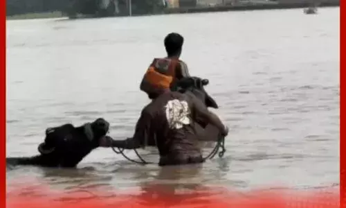 ਪੰਜਾਬ ਦੇ ਹੜ੍ਹਾਂ ਵਿੱਚ ਪਸ਼ੂਆਂ ਦਾ ਭਾਰੀ ਨੁਕਸਾਨ: ਅੰਮ੍ਰਿਤਸਰ ਸਭ ਤੋਂ ਵੱਧ ਪ੍ਰਭਾਵਿਤ