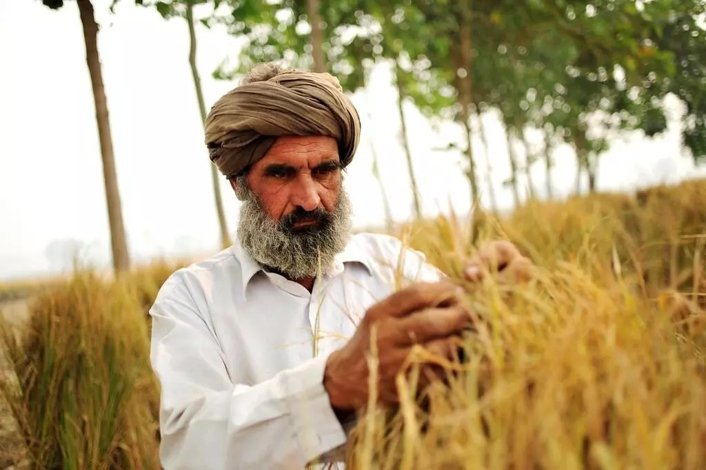 ਸਾਲ 2023 ਵਿੱਚ 10,700 ਕਿਸਾਨਾਂ ਅਤੇ ਖੇਤ ਮਜ਼ਦੂਰਾਂ ਨੇ ਕੀਤੀ ਖ਼ੁਦਕੁਸ਼ੀ: ਰਿਪੋਰਟ ਐਨ.ਸੀ.ਆਰ.ਬੀ