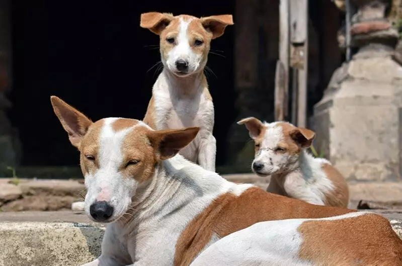 Astrology: ਪਸ਼ੂ ਪੰਛੀਆਂ ਨੂੰ ਤਕਲੀਫ਼ ਪਹੁੰਚਾਈ ਤਾਂ ਕਦੇ ਨਹੀਂ ਮਿਲੇਗੀ ਤਰੱਕੀ, ਗ੍ਰਹਿ ਹੋ ਜਾਣਗੇ ਖ਼ਰਾਬ