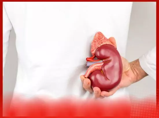 ਇਹ ਪਾਊਡਰ ਗੁਰਦੇ ਫੇਲ੍ਹ ਹੋਣ ਤੋਂ ਬਚਾਏਗਾ ? ਇਹ ਪਾਊਡਰ ਗੁਰਦੇ ਫੇਲ੍ਹ ਹੋਣ ਤੋਂ ਬਚਾਏਗਾ ?