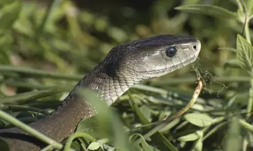 Black Mamba: ਦੁਨੀਆ ਦੇ ਸਭ ਤੋਂ ਜ਼ਹਿਰੀਲੇ ਸੱਪ ਬਾਰੇ ਵਿਗਿਆਨੀਆਂ ਦਾ ਵੱਡਾ ਖੁਲਾਸਾ