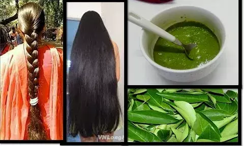 Hair Care: ਵਾਲ ਲੰਬੇ ਤੇ ਜੜਾਂ ਤੋਂ ਮਜ਼ਬੂਤ ਬਣਾਉਣ ਲਈ ਇੰਝ ਵਰਤੋ ਕੜੀ ਪੱਤਾ