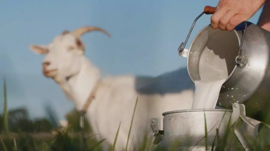 Goat Milk: ਬੱਕਰੀ ਦਾ ਦੁੱਧ ਪੀਣ ਨਾਲ ਸਰੀਰ ਵਿੱਚ ਸੈੱਲ ਹੋਣਗੇ ਪੂਰੇ, ਜਾਣੋ ਕੀ ਕਹਿੰਦੇ ਹਨ ਵਿਗਿਆਨੀ