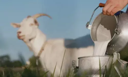 Goat Milk: ਬੱਕਰੀ ਦਾ ਦੁੱਧ ਪੀਣ ਨਾਲ ਸਰੀਰ ਵਿੱਚ ਸੈੱਲ ਹੋਣਗੇ ਪੂਰੇ, ਜਾਣੋ ਕੀ ਕਹਿੰਦੇ ਹਨ ਵਿਗਿਆਨੀ
