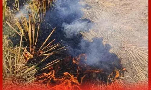 ਪੰਜਾਬ ਵਿੱਚ ਪਰਾਲੀ ਸਾੜਨ ਦਾ ਸਿਲਸਿਲਾ ਬੇਰੋਕ ਜਾਰੀ ?