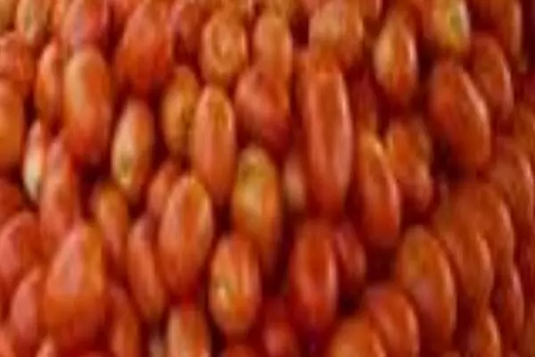 ਪਾਕਿਸਤਾਨ ਵਿਚ ਮੁਰਗੇ ਤੋਂ ਮਹਿੰਗੇ ਹੋਏ ਟਮਾਟਰ ਪਾਕਿਸਤਾਨ ਵਿਚ ਮੁਰਗੇ ਤੋਂ ਮਹਿੰਗੇ ਹੋਏ ਟਮਾਟਰ