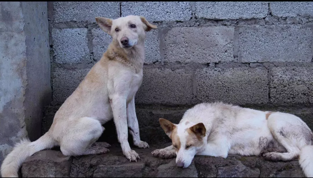 Street Dogs: ਫਿਰ ਭਖਿਆ ਅਵਾਰਾ ਕੁੱਤਿਆਂ ਦਾ ਮਾਮਲਾ, ਸੁਪਰੀਮ ਕੋਰਟ ਨੇ ਸੂਬਾ ਸਰਕਾਰਾਂ ਕੀਤੀਆਂ ਤਲਬ