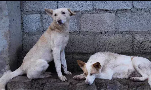 Street Dogs: ਫਿਰ ਭਖਿਆ ਅਵਾਰਾ ਕੁੱਤਿਆਂ ਦਾ ਮਾਮਲਾ, ਸੁਪਰੀਮ ਕੋਰਟ ਨੇ ਸੂਬਾ ਸਰਕਾਰਾਂ ਕੀਤੀਆਂ ਤਲਬ