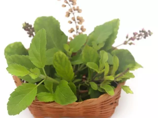 ਤੁਲਸੀ ਦੇ ਪੌਦੇ ਦੇ ਕੋਲ ਨਾ ਰੱਖੋ ਇਹ 3 ਚੀਜ਼ਾਂ, ਹੋ ਸਕਦਾ ਹੈ ਗਰੀਬੀ ਦਾ ਵਾਸ