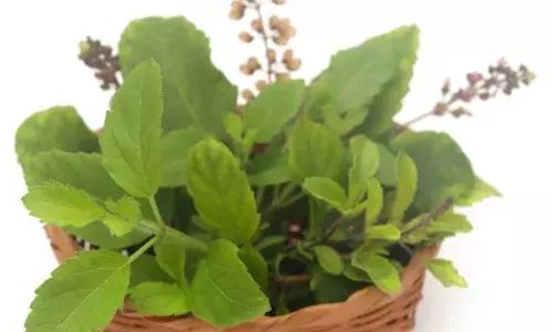 ਤੁਲਸੀ ਦੇ ਪੌਦੇ ਦੇ ਕੋਲ ਨਾ ਰੱਖੋ ਇਹ 3 ਚੀਜ਼ਾਂ, ਹੋ ਸਕਦਾ ਹੈ ਗਰੀਬੀ ਦਾ ਵਾਸ