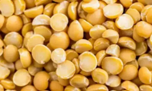 ਭਾਰਤ ਨੇ ਕੈਨੇਡੀਅਨ ਦਾਲ ’ਤੇ ਲਾਈ 30 ਫ਼ੀ ਸਦੀ ਟੈਰਿਫ਼