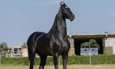 Punjab News: ਇਹ ਹੈ ਪੰਜਾਬ ਦਾ ਸਭ ਤੋਂ ਮਹਿੰਗਾ ਘੋੜਾ ਸ਼ਹਿਬਾਜ਼ ਕਰੋੜਾਂ ਵਿੱਚ ਹੈ ਇਸਦੀ ਕੀਮਤ