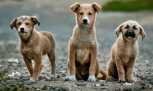 Street Dogs: ਆਵਾਰਾ ਕੁੱਤਿਆਂ ਦੇ ਮਾਮਲੇ ਤੇ ਸੂਬਿਆਂ ਨੂੰ ਸੁਪਰੀਮ ਕੋਰਟ ਦੀ ਸਖ਼ਤ ਹਦਾਇਤ, 7 ਨਵੰਬਰ ਨੂੰ ਫ਼ੈਸਲਾ