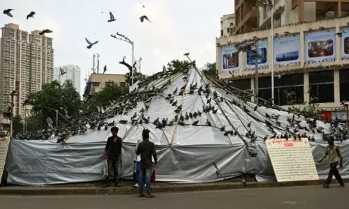 Pigeon: ਕੁੱਤਿਆਂ ਤੋਂ ਬਾਅਦ ਹੁਣ ਕਬੂਤਰਾਂ ਮਗਰ ਪਏ ਲੋਕ, ਦਾਣਾ ਖਿਲਾਉਣ ਦਾ ਕਰ ਰਹੇ ਵਿਰੋਧ