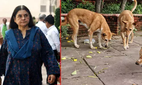 Meneka Gandhi: ਅਵਾਰਾ ਕੁੱਤਿਆਂ ਦੇ ਫੈਸਲੇ ਤੇ ਮੇਨਕਾ ਗਾਂਧੀ ਦਾ ਵਿਰੋਧ, ਜੱਜ ਦੇ ਫੈਸਲੇ ਨੂੰ ਕਿਹਾ ਅਨਪੜ੍ਹਤਾ