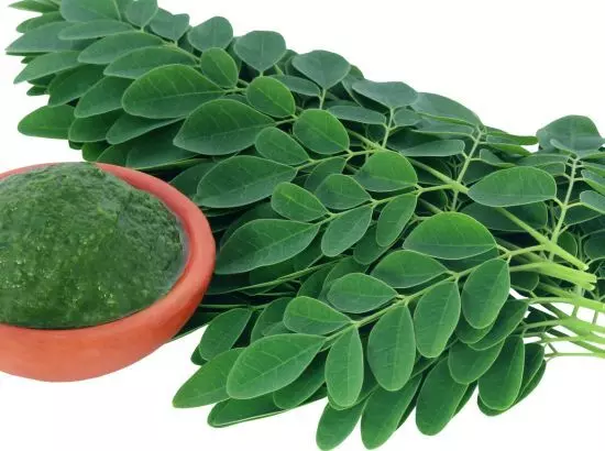 ਵਿਟਾਮਿਨ B12 ਨਾਲ ਭਰਪੂਰ ਮੋਰਿੰਗਾ ਦੇ ਪੱਤੇ