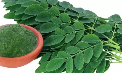 ਵਿਟਾਮਿਨ B12 ਨਾਲ ਭਰਪੂਰ ਮੋਰਿੰਗਾ ਦੇ ਪੱਤੇ