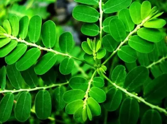 ਭੂਮੀ ਆਂਵਲਾ ਜਿਗਰ ਦੇ ਨੁਕਸਾਨ ਨੂੰ ਠੀਕ ਕਰਨ ਵਿੱਚ ਕਿਵੇਂ ਮਦਦ ਕਰ ਸਕਦਾ ਹੈ ?