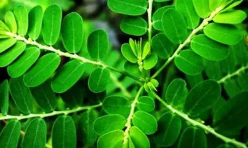 ਭੂਮੀ ਆਂਵਲਾ ਜਿਗਰ ਦੇ ਨੁਕਸਾਨ ਨੂੰ ਠੀਕ ਕਰਨ ਵਿੱਚ ਕਿਵੇਂ ਮਦਦ ਕਰ ਸਕਦਾ ਹੈ ?