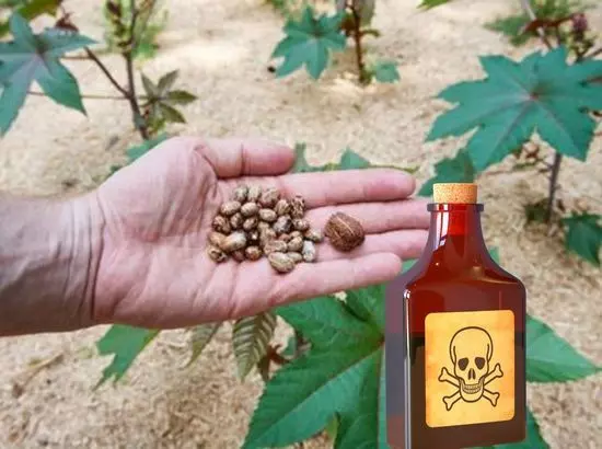 ਦੇਸ਼ ਭਰ ਵਿੱਚ ਰਸਾਇਣਕ ਹਮਲੇ ਦੀ ਯੋਜਨਾ ਦਾ ਖੁਲਾਸਾ