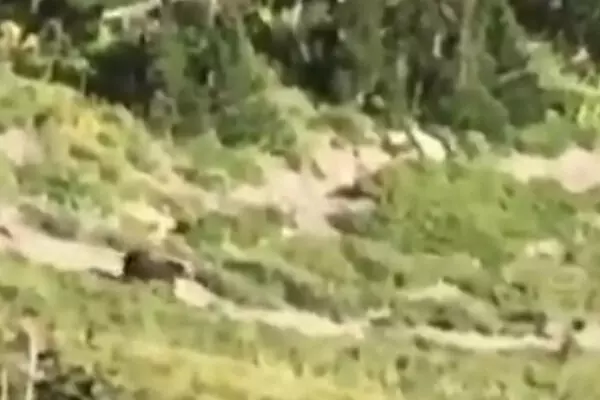 ਕੈਨੇਡਾ ਵਿਚ ਸਕੂਲੀ ਬੱਚਿਆਂ ’ਤੇ ਰਿੱਛ ਦਾ ਹਮਲਾ, 11 ਜ਼ਖਮੀ