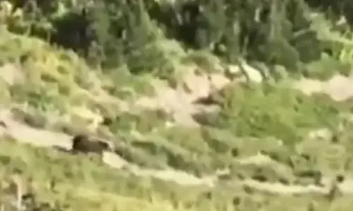 ਕੈਨੇਡਾ ਵਿਚ ਸਕੂਲੀ ਬੱਚਿਆਂ ’ਤੇ ਰਿੱਛ ਦਾ ਹਮਲਾ, 11 ਜ਼ਖਮੀ