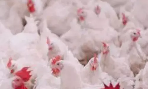 ਅਮਰੀਕਾ ਵਿਚ ਬਰਡ ਫਲੂ ਦੇ ਨਵੇਂ ਸਟ੍ਰੇਨ ਨਾਲ ਪਹਿਲੀ ਮੌਤ