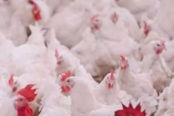 ਯੂਰਪ ਅਤੇ ਨੌਰਥ ਅਮੈਰਿਕਾ ਵਿਚ ਬਰਡ ਫ਼ਲੂ ਦਾ ਖੌਫ਼