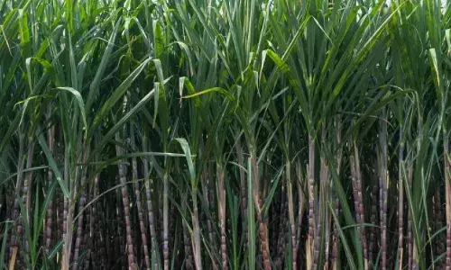 Punjab News: ਪੰਜਾਬ ਵਿੱਚ ਕਿਸਾਨਾਂ ਦੀ ਬੱਲੇ-ਬੱਲੇ, ਸਰਕਾਰ ਨੇ ਵਧਾਈ ਗੰਨੇ ਦੀਆਂ ਕੀਮਤਾਂ