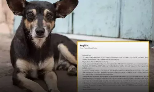 Street Dogs: ਆਵਾਰਾ ਕੁੱਤਿਆਂ ਦੇ ਹੱਕ ਚ ਉੱਤਰੇ ਲੋਕ, ਇੱਕ ਲੱਖ ਤੋਂ ਵੱਧ ਲੋਕਾਂ ਨੇ ਸੁਪਰੀਮ ਕੋਰਟ ਨੂੰ ਲਿਖੀ ਚਿੱਠੀ