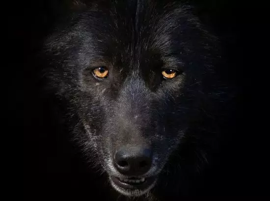 ਦਿਲ ਕੰਬਾਉ ਘਟਨਾ, ਜੰਗਲੀ ਜਾਨਵਰ ਚੁੱਕ ਕੇ ਲੈ ਗਿਆ ਮਾਸੂਮ ਨੂੰ