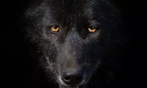 ਦਿਲ ਕੰਬਾਉ ਘਟਨਾ, ਜੰਗਲੀ ਜਾਨਵਰ ਚੁੱਕ ਕੇ ਲੈ ਗਿਆ ਮਾਸੂਮ ਨੂੰ