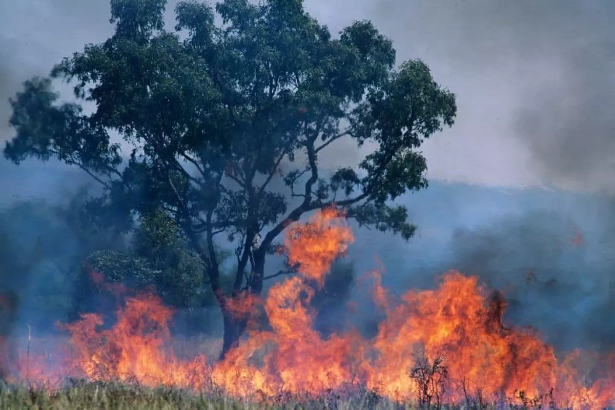 Australia: ਆਸਟ੍ਰੇਲੀਆ ਦੇ ਜੰਗਲਾਂ ਵਿੱਚ ਲੱਗੀ ਭਿਆਨਕ ਅੱਗ, 40 ਘਰ ਸੜ ਕੇ ਸੁਆਹ Australia: ਆਸਟ੍ਰੇਲੀਆ ਦੇ ਜੰਗਲਾਂ ਵਿੱਚ ਲੱਗੀ ਭਿਆਨਕ ਅੱਗ, 40 ਘਰ ਸੜ ਕੇ ਸੁਆਹ