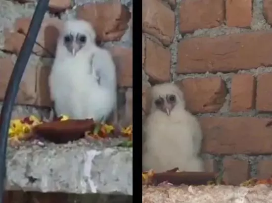 ਪਿੰਡ ਵਿੱਚ ਆਇਆ ਚਿੱਟਾ ਉੱਲੂ, ਲੋਕਾਂ ਨੇ ਗਰੁੜ ਸਮਝ ਪੂਜਾ ਕੀਤੀ ਸ਼ੁਰੂ ਪਿੰਡ ਵਿੱਚ ਆਇਆ ਚਿੱਟਾ ਉੱਲੂ, ਲੋਕਾਂ ਨੇ ਗਰੁੜ ਸਮਝ ਪੂਜਾ ਕੀਤੀ ਸ਼ੁਰੂ