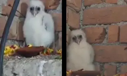 ਪਿੰਡ ਵਿੱਚ ਆਇਆ ਚਿੱਟਾ ਉੱਲੂ, ਲੋਕਾਂ ਨੇ ਗਰੁੜ ਸਮਝ ਪੂਜਾ ਕੀਤੀ ਸ਼ੁਰੂ ਪਿੰਡ ਵਿੱਚ ਆਇਆ ਚਿੱਟਾ ਉੱਲੂ, ਲੋਕਾਂ ਨੇ ਗਰੁੜ ਸਮਝ ਪੂਜਾ ਕੀਤੀ ਸ਼ੁਰੂ