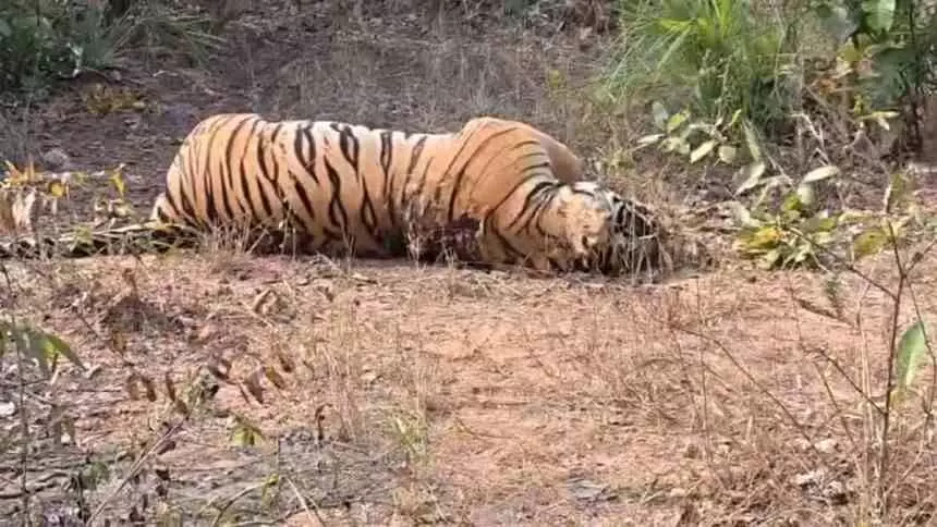 Tiger Death: ਸ਼ਿਕਾਰੀਆਂ ਦੇ ਜਾਲ ਦਾ ਸ਼ਿਕਾਰ ਹੋਇਆ 7 ਸਾਲਾ ਟਾਈਗਰ, ਹੋਈ ਦਰਦਨਾਕ ਮੌਤ Tiger Death: ਸ਼ਿਕਾਰੀਆਂ ਦੇ ਜਾਲ ਦਾ ਸ਼ਿਕਾਰ ਹੋਇਆ 7 ਸਾਲਾ ਟਾਈਗਰ, ਹੋਈ ਦਰਦਨਾਕ ਮੌਤ