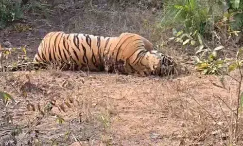 Tiger Death: ਸ਼ਿਕਾਰੀਆਂ ਦੇ ਜਾਲ ਦਾ ਸ਼ਿਕਾਰ ਹੋਇਆ 7 ਸਾਲਾ ਟਾਈਗਰ, ਹੋਈ ਦਰਦਨਾਕ ਮੌਤ