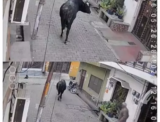 ਆ ਬੈਲ ਮੁਜੇ ਮਾਰ ਦੀ ਕਹਾਵਤ ਹੋਈ ਸੱਚ, ਵੇਖੋ ਵੀਡੀਓ ਆ ਬੈਲ ਮੁਜੇ ਮਾਰ ਦੀ ਕਹਾਵਤ ਹੋਈ ਸੱਚ, ਵੇਖੋ ਵੀਡੀਓ