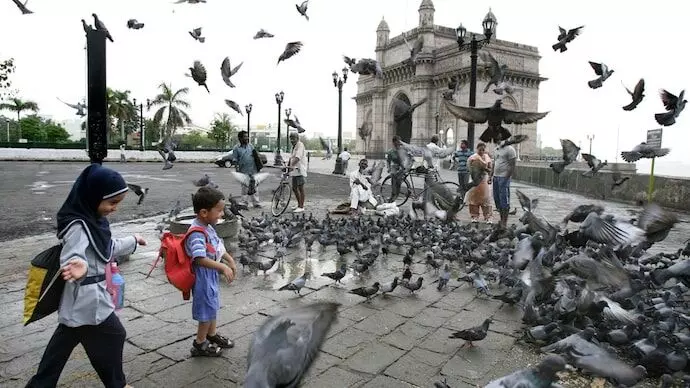 Pigeon Feeding: ਕੁੱਤਿਆਂ ਤੋਂ ਬਾਅਦ ਹੁਣ ਕਬੂਤਰਾਂ ਨੂੰ ਖਾਣਾ ਖਿਲਾਉਣ ਤੇ ਪਾਬੰਦੀ Pigeon Feeding: ਕੁੱਤਿਆਂ ਤੋਂ ਬਾਅਦ ਹੁਣ ਕਬੂਤਰਾਂ ਨੂੰ ਖਾਣਾ ਖਿਲਾਉਣ ਤੇ ਪਾਬੰਦੀ