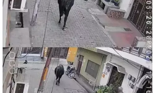 ਆ ਬੈਲ ਮੁਜੇ ਮਾਰ ਦੀ ਕਹਾਵਤ ਹੋਈ ਸੱਚ, ਵੇਖੋ ਵੀਡੀਓ