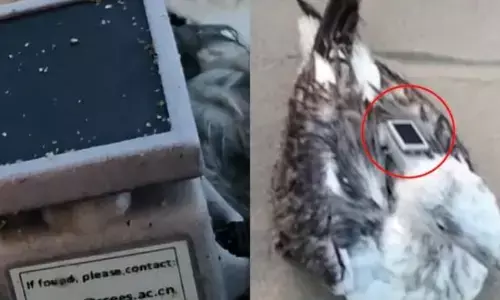 ਜਾਸੂਸੀ ਜਾਂ ਖੋਜ ਪ੍ਰੋਜੈਕਟ? ਚੀਨੀ ਟਰੈਕਰ ਵਾਲੇ ਪੰਛੀ ਨੇ ਮਚਾਈ ਹਲਚਲ