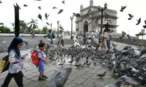 Pigeon Feeding: ਕੁੱਤਿਆਂ ਤੋਂ ਬਾਅਦ ਹੁਣ ਕਬੂਤਰਾਂ ਨੂੰ ਖਾਣਾ ਖਿਲਾਉਣ ਤੇ ਪਾਬੰਦੀ
