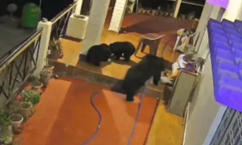 ਘਰ ਦੇ ਵਿਹੜੇ ਵਿੱਚ ਵੜੇ 3 ਭਾਲੂ, CCTV ਵਿੱਚ ਕੈਦ ਹੋਈ ਹੈਰਾਨੀਜਨਕ ਘਟਨਾ