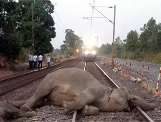 ਅਸਾਮ ਚ train acciden: ਕਈ ਹਾਥੀਆਂ ਨੂੰ ਕੁਚਲਿਆ, 5 ਡੱਬੇ ਪਟੜੀ ਤੋਂ ਉਤਰੇ ਅਸਾਮ ਚ train acciden: ਕਈ ਹਾਥੀਆਂ ਨੂੰ ਕੁਚਲਿਆ, 5 ਡੱਬੇ ਪਟੜੀ ਤੋਂ ਉਤਰੇ