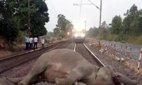 ਅਸਾਮ ਚ train acciden: ਕਈ ਹਾਥੀਆਂ ਨੂੰ ਕੁਚਲਿਆ, 5 ਡੱਬੇ ਪਟੜੀ ਤੋਂ ਉਤਰੇ