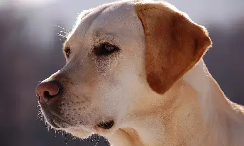 Dog Owner: ਕੁੱਤਾ ਬੀਮਾਰ ਹੋਇਆ ਤਾਂ ਸਕੀਆਂ ਭੈਣਾਂ ਨੇ ਗਮ ਵਿੱਚ ਕਰ ਲਈ ਖ਼ੁਦਕੁਸ਼ੀ